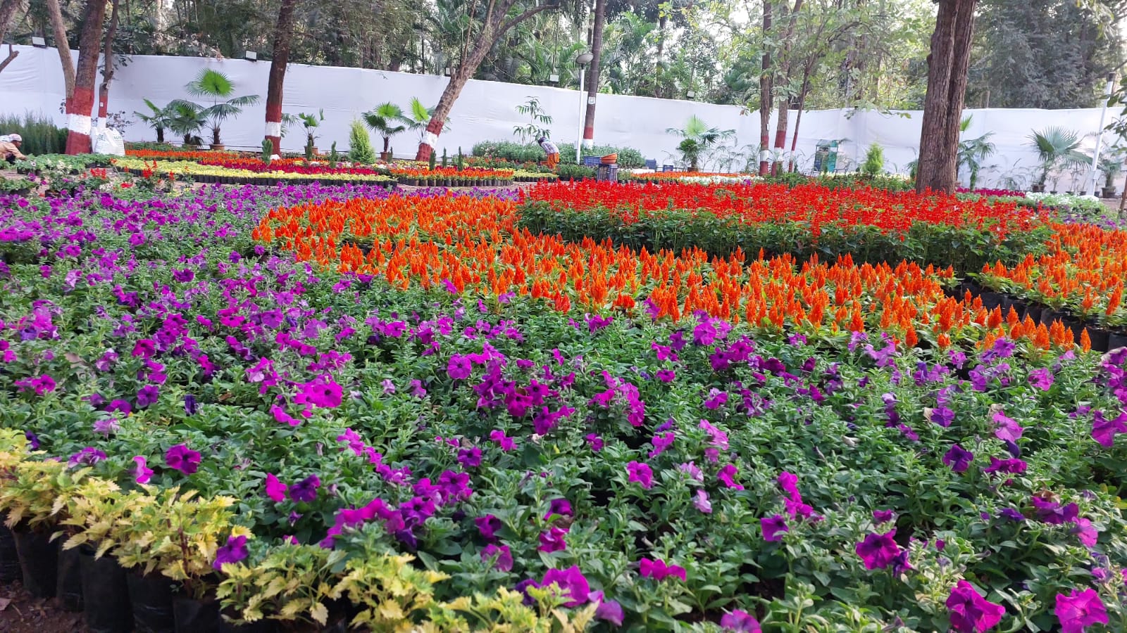 Empress Botanical Garden Gears Up For Annual Flower Show 2025 ...